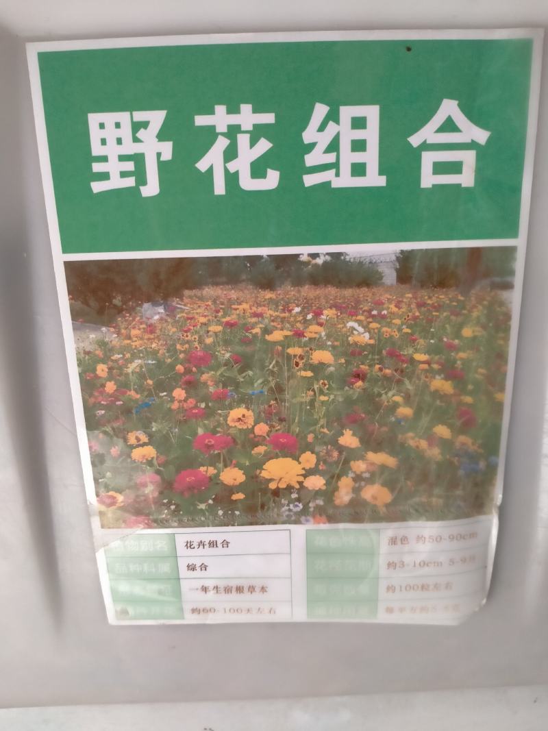 野花组合种子四季开花易种波斯菊百日草种子庭院花卉格桑花草