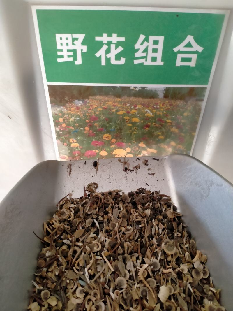 野花组合种子四季开花易种波斯菊百日草种子庭院花卉格桑花草