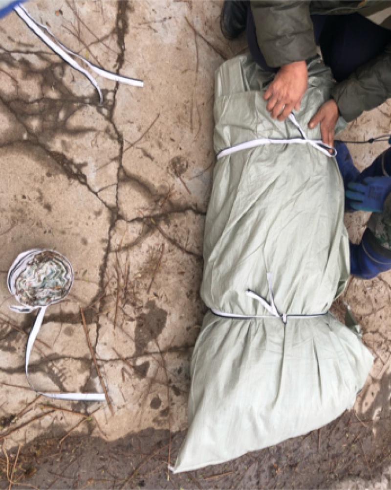 辽宁开原蓝叶忍冬小苗红花忍冬杯苗金银木工程苗繁育基地