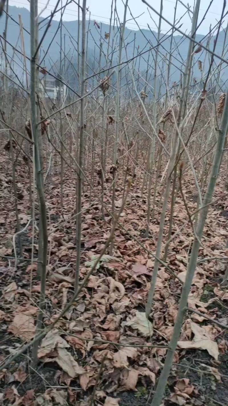 枫香基地一手货源规格齐全价格可谈