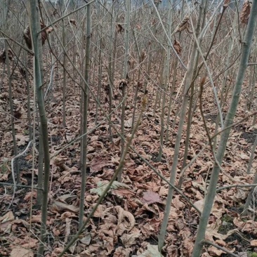 枫香基地一手货源规格齐全价格可谈