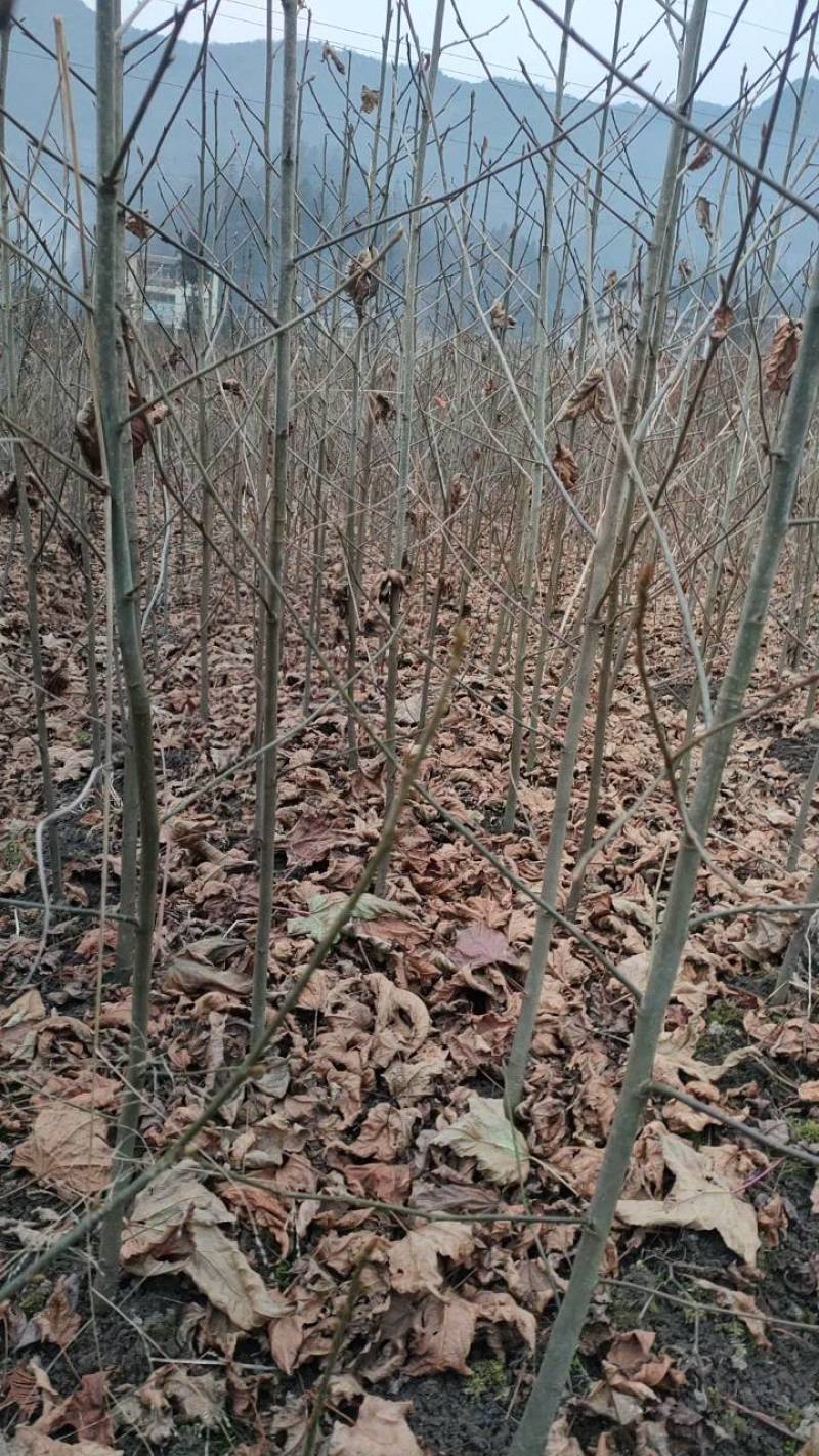 枫香基地一手货源规格齐全价格可谈