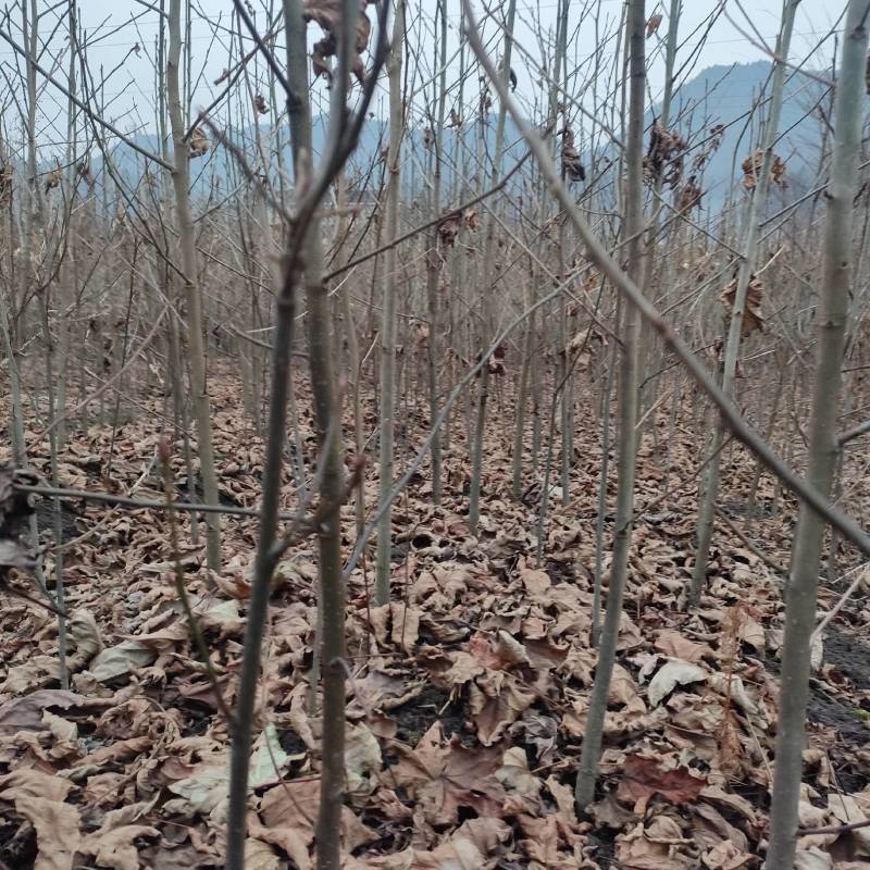 枫香基地一手货源规格齐全价格可谈