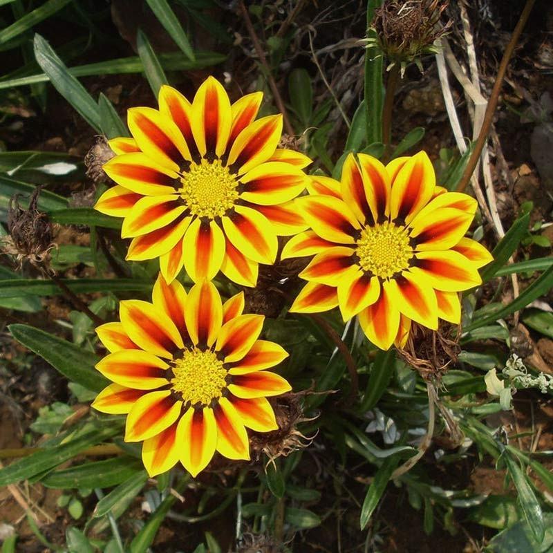 勋章菊种子四季播种易活室内阳台盆栽庭院花草菊花卉种子包邮