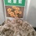 勋章菊种子四季播种易活室内阳台盆栽庭院花草菊花卉种子包邮
