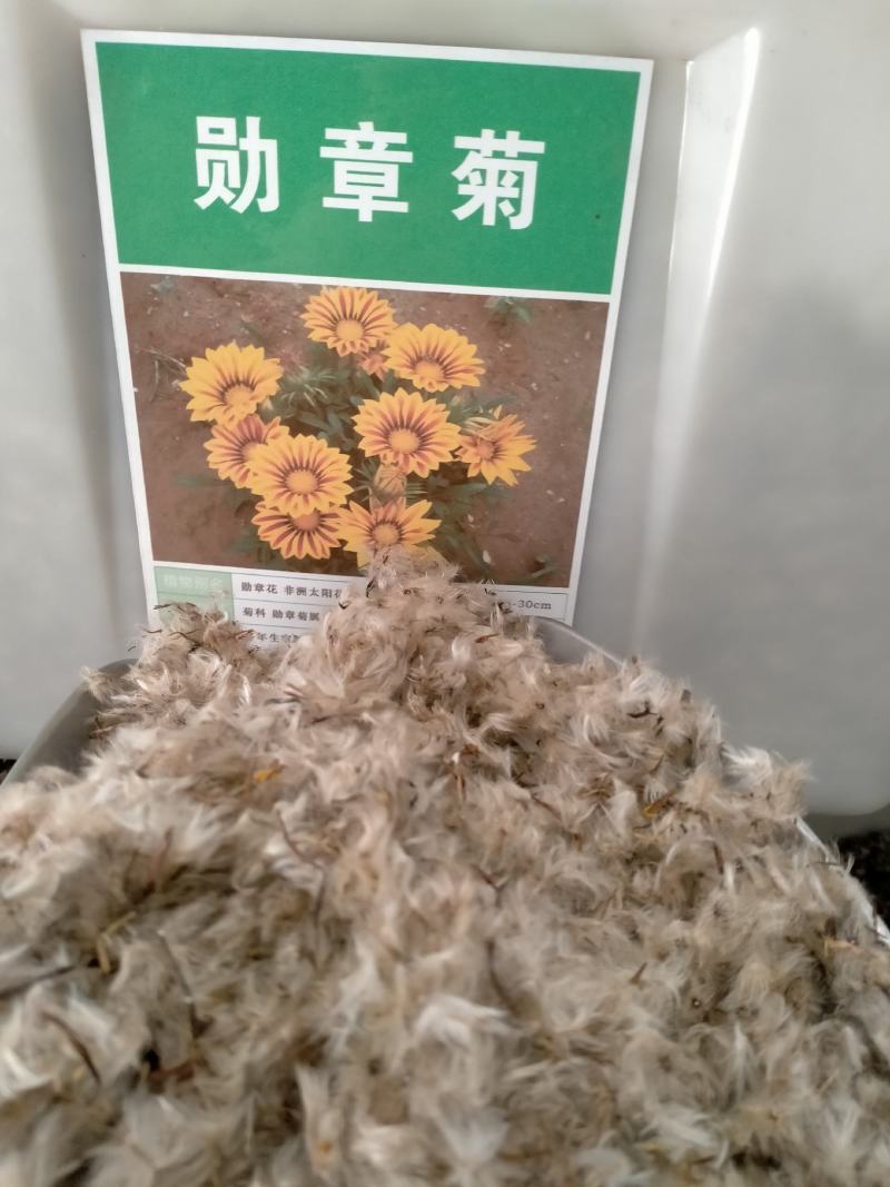 勋章菊种子四季播种易活室内阳台盆栽庭院花草菊花卉种子包邮