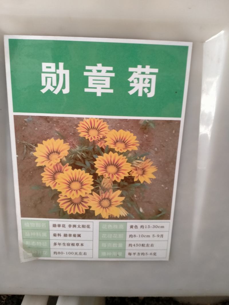 勋章菊种子四季播种易活室内阳台盆栽庭院花草菊花卉种子包邮