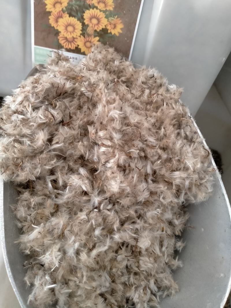勋章菊种子四季播种易活室内阳台盆栽庭院花草菊花卉种子包邮