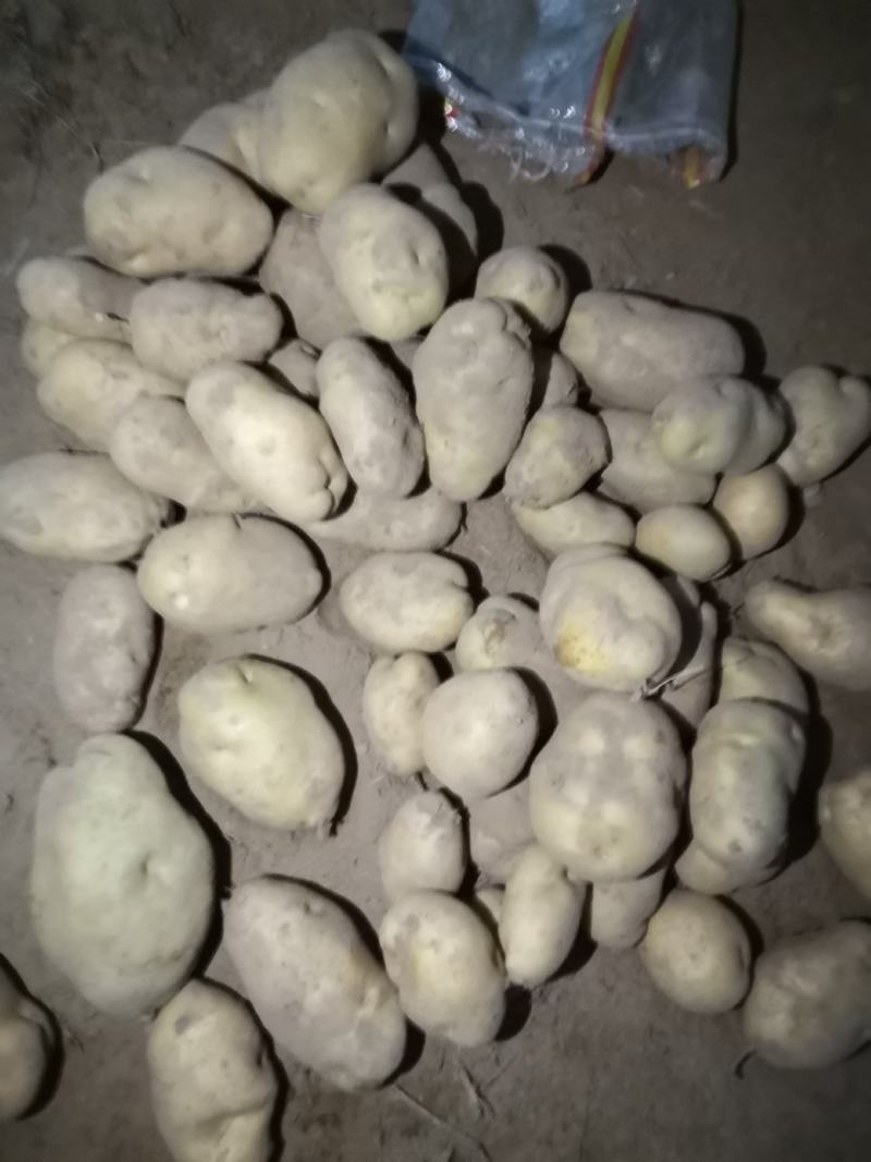 上万吨基地226土豆开始大量出库，价格便宜