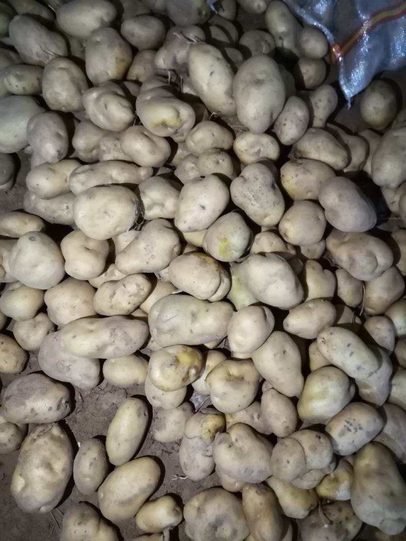 上万吨基地226土豆开始大量出库，价格便宜