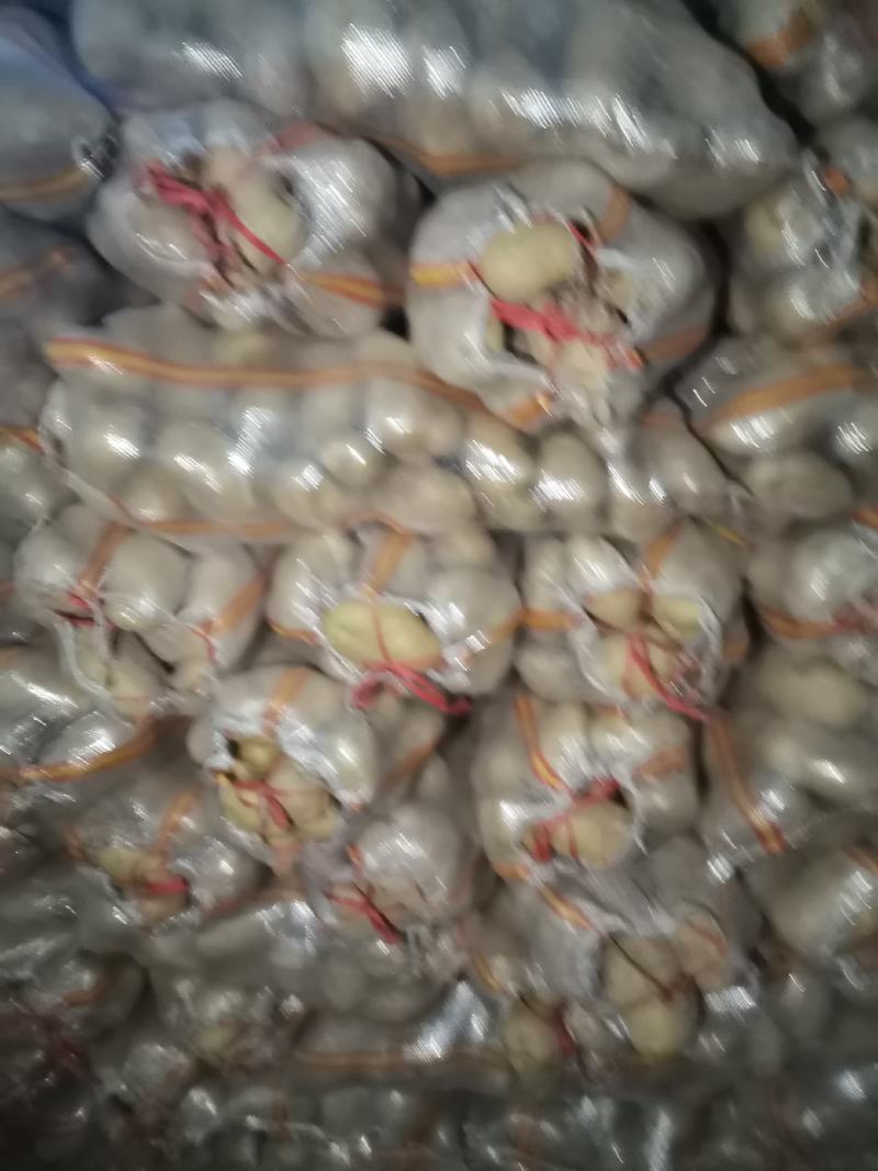 上万吨基地226土豆开始大量出库，价格便宜