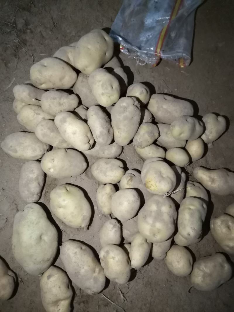 上万吨基地226土豆开始大量出库，价格便宜