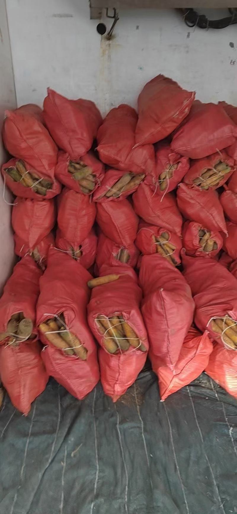 陕北定边县精品黄萝卜大量供应各大批发商，超市等