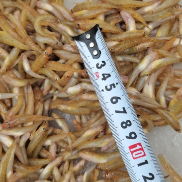 小黄鱼，一手货源，每天有货，批发零售欢迎随时联系