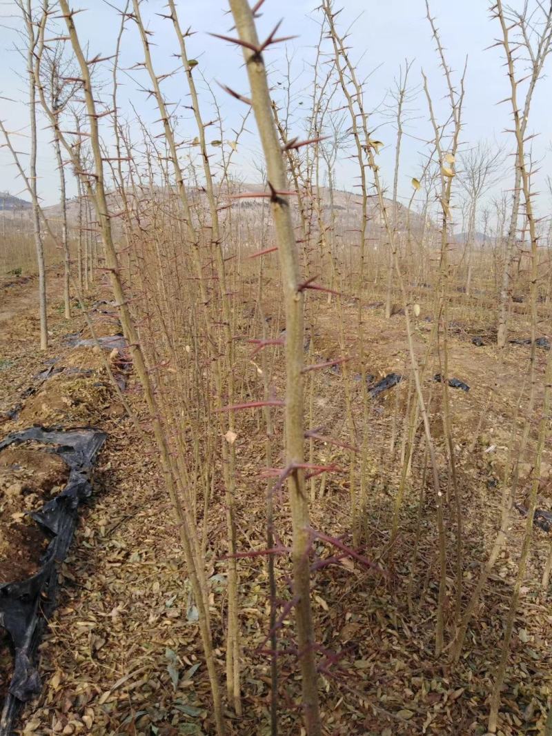 皂角树皂角树苗一手货皂角苗粗0.6-1.5