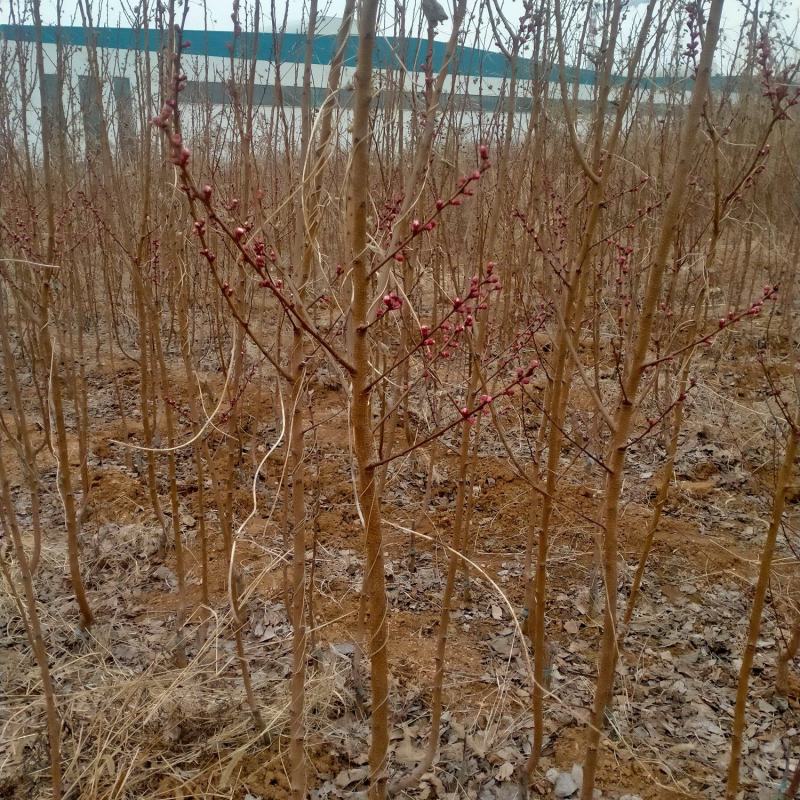 皂角树皂角树苗一手货皂角苗粗0.6-1.5