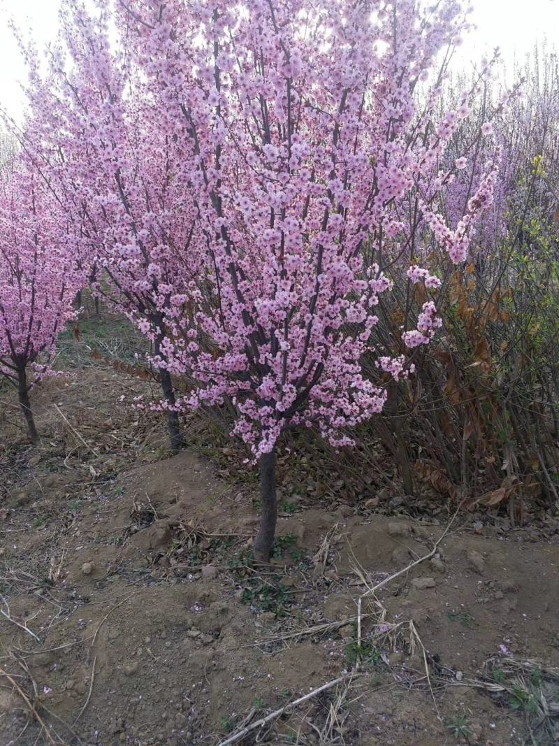 红叶碧桃、红叶桃生产零售批发基地