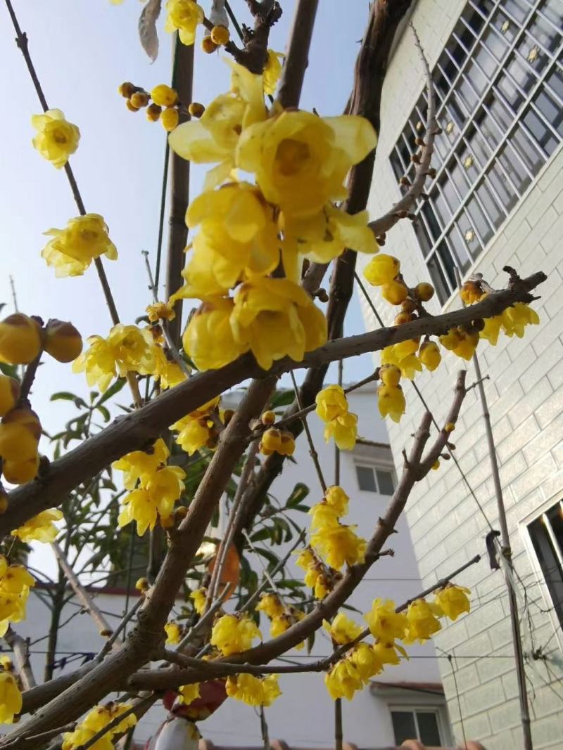红叶碧桃、红叶桃生产零售批发基地