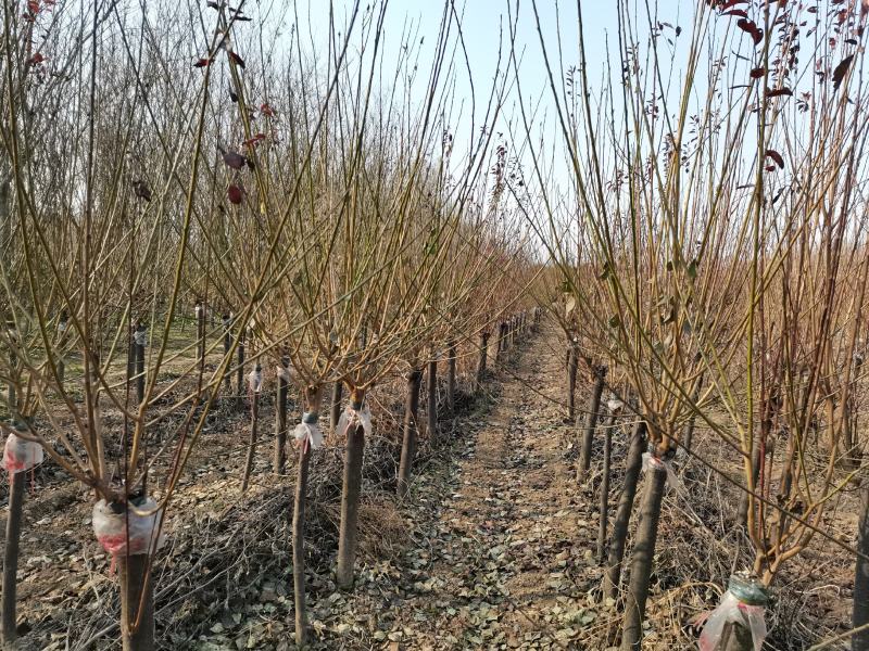 红叶碧桃、红叶桃生产零售批发基地