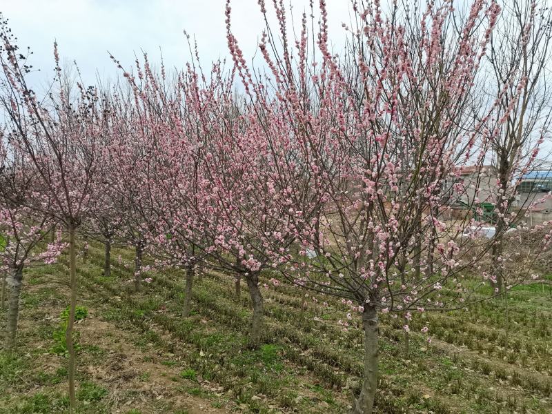 红叶碧桃、红叶桃生产零售批发基地
