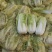 精品娃娃菜，大娃娃菜，小娃娃菜，代收代发全国各地。