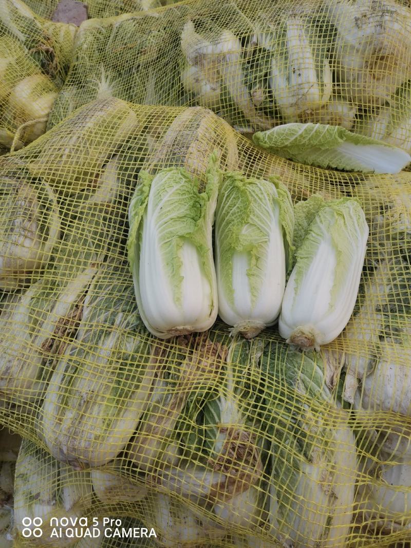 精品娃娃菜，大娃娃菜，小娃娃菜，代收代发全国各地。