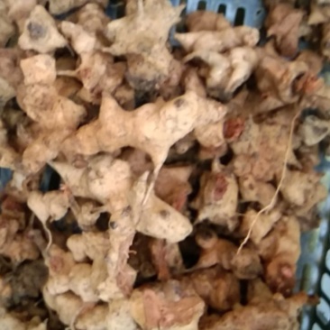 中药材菝葜