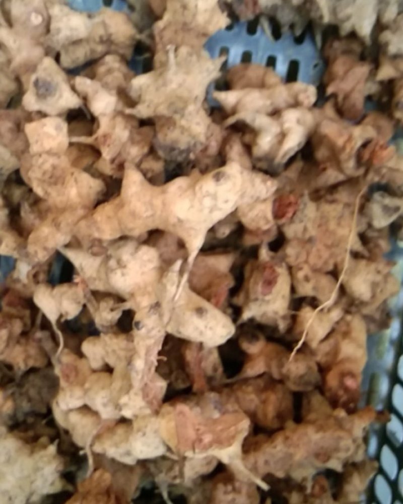 中药材菝葜