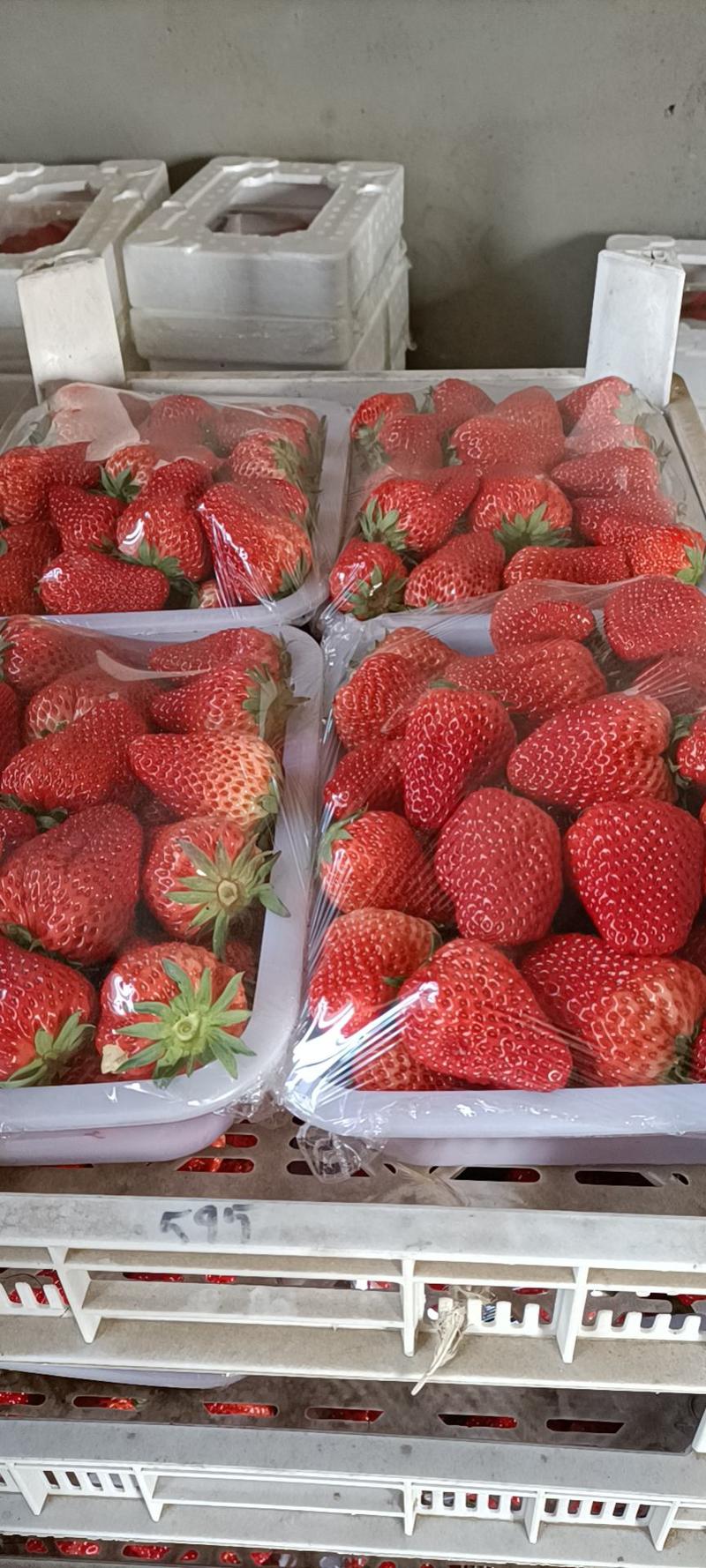 昌黎县红颜草莓大量上市