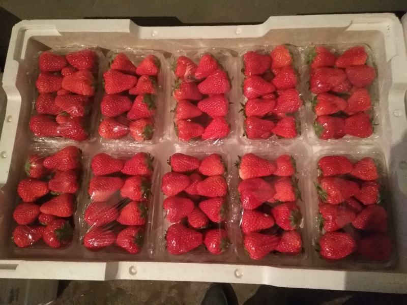昌黎县红颜草莓大量上市