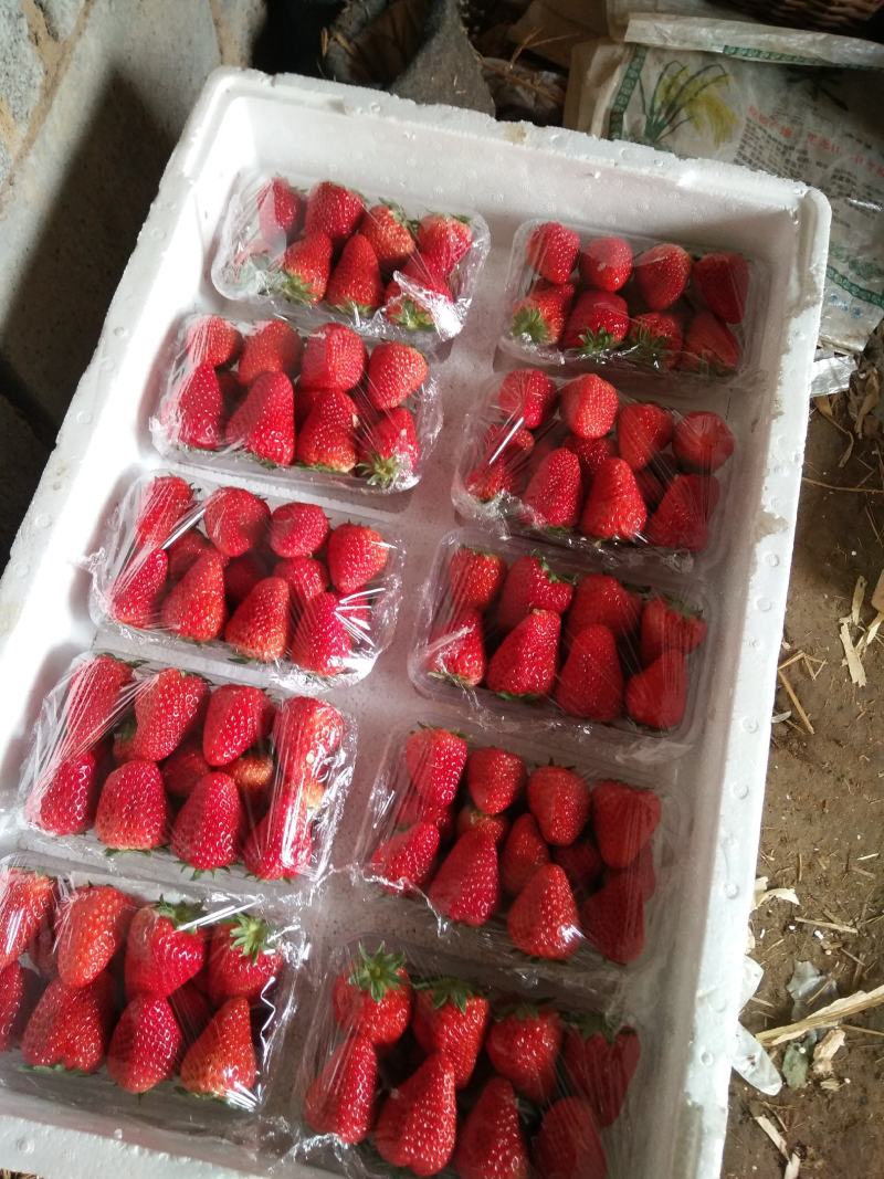 昌黎县红颜草莓大量上市