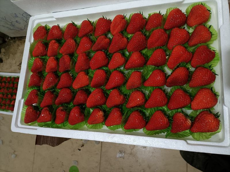 昌黎县红颜草莓大量上市