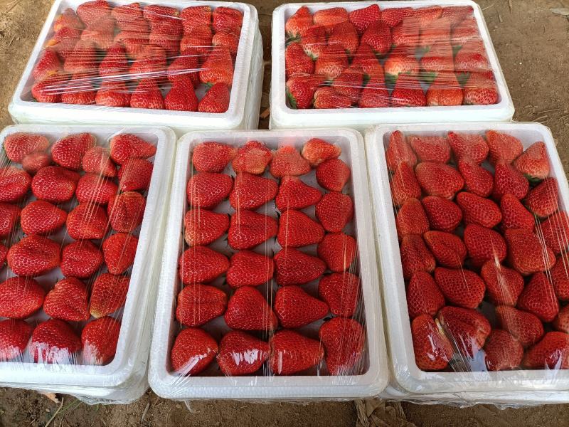 昌黎县红颜草莓大量上市