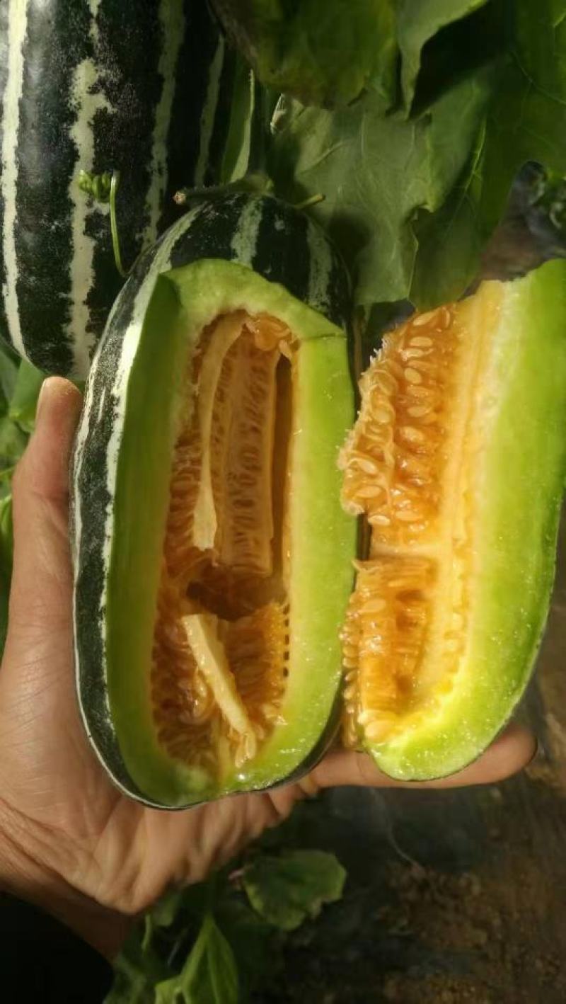【牛商推荐】山东昌乐宗昌甜瓜，博洋甜瓜，量大从优欢迎咨询
