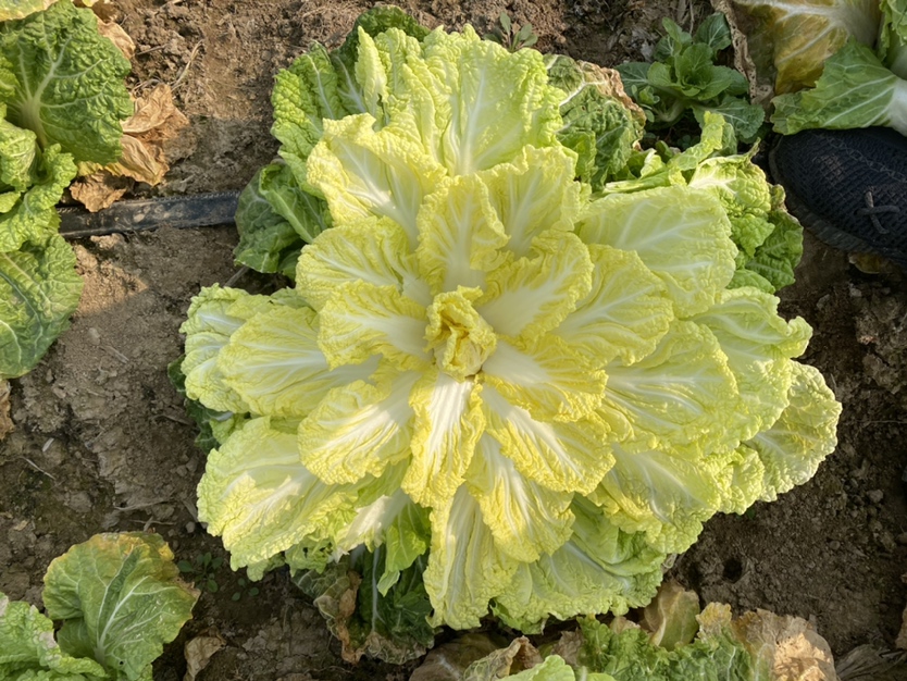 一片开阔的农田中,整齐排列的娃娃菜植株正在生长。每株娃娃菜直径约10-15厘米,叶片呈淡绿色,外层叶片舒展,内层紧密包裹成小叶球。土壤为疏松的沙壤土,田间有轻微湿润痕迹,背景可见农民正在巡视田地 田间生长的娃娃菜全景