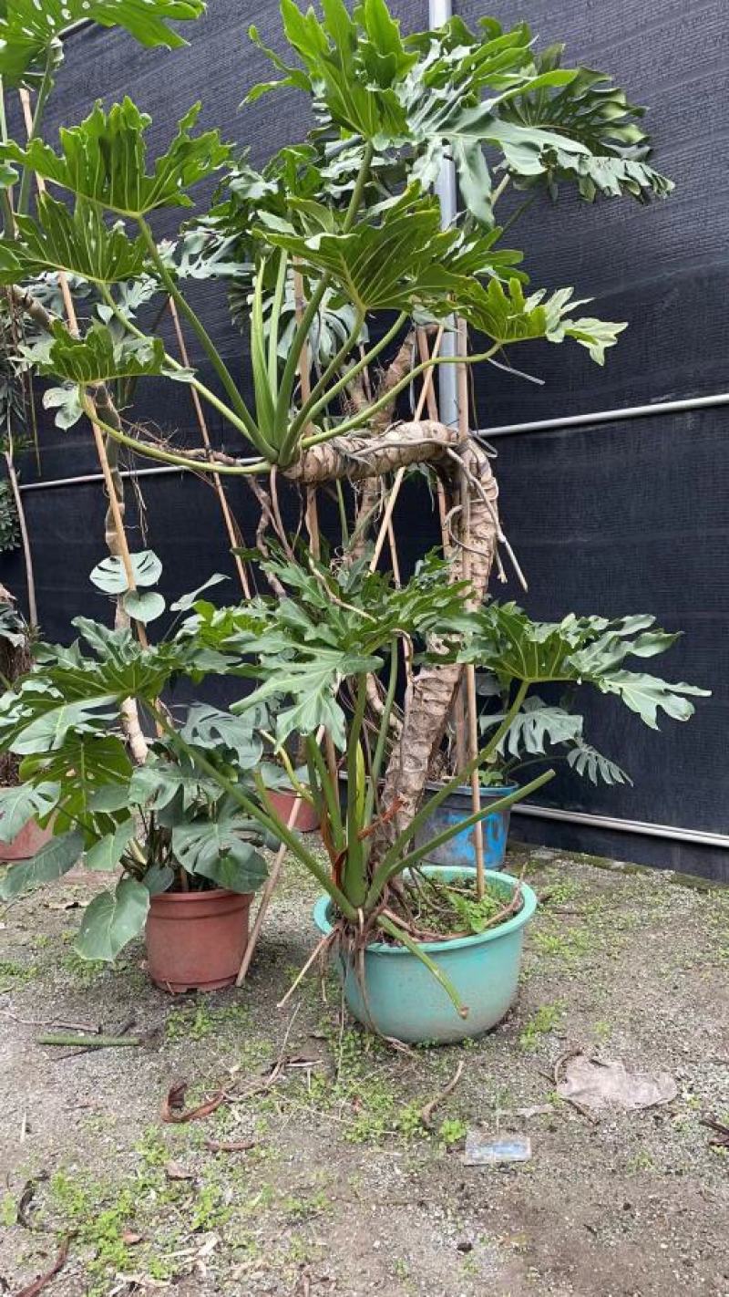 老桩春羽