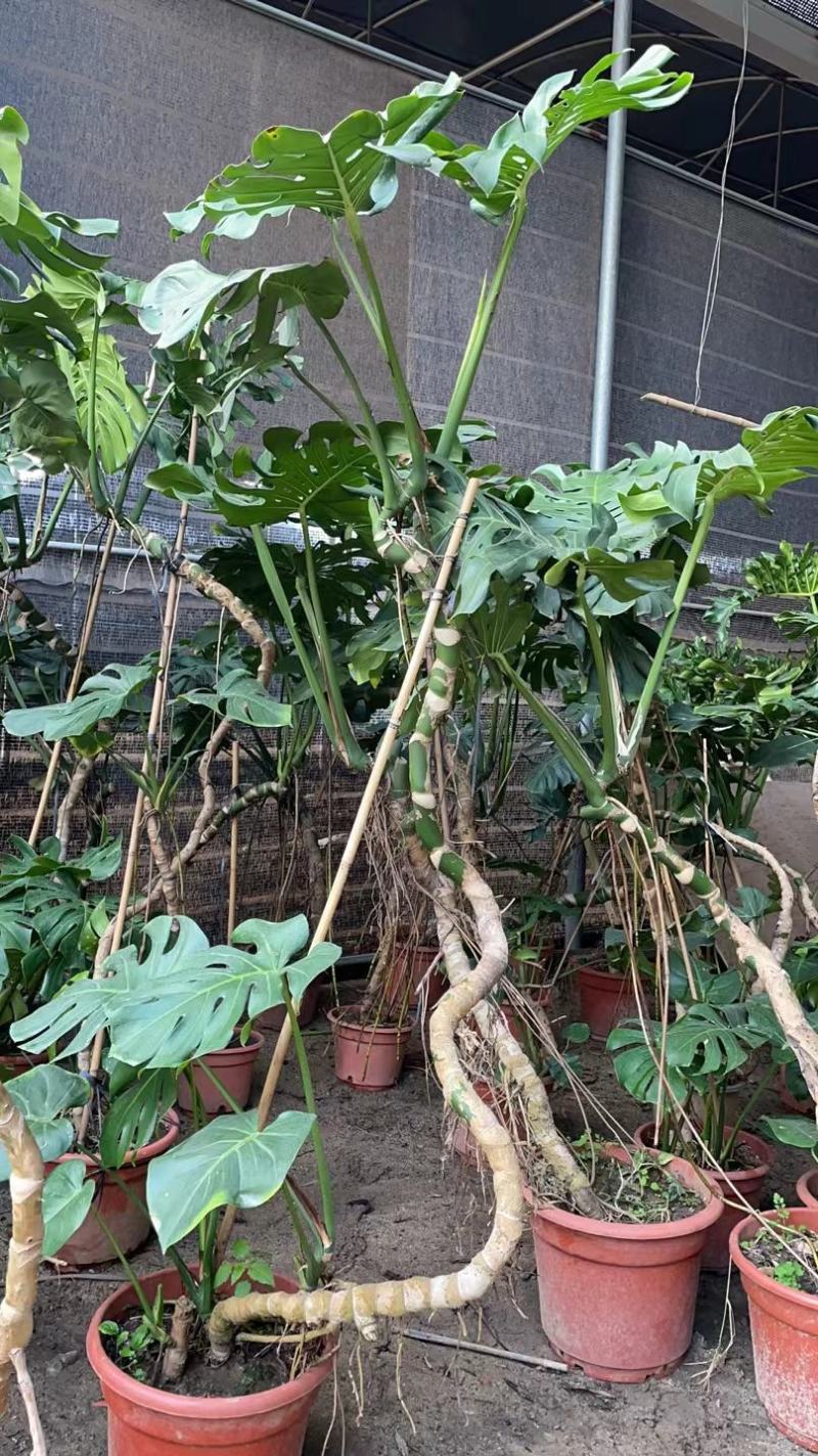 老桩春羽
