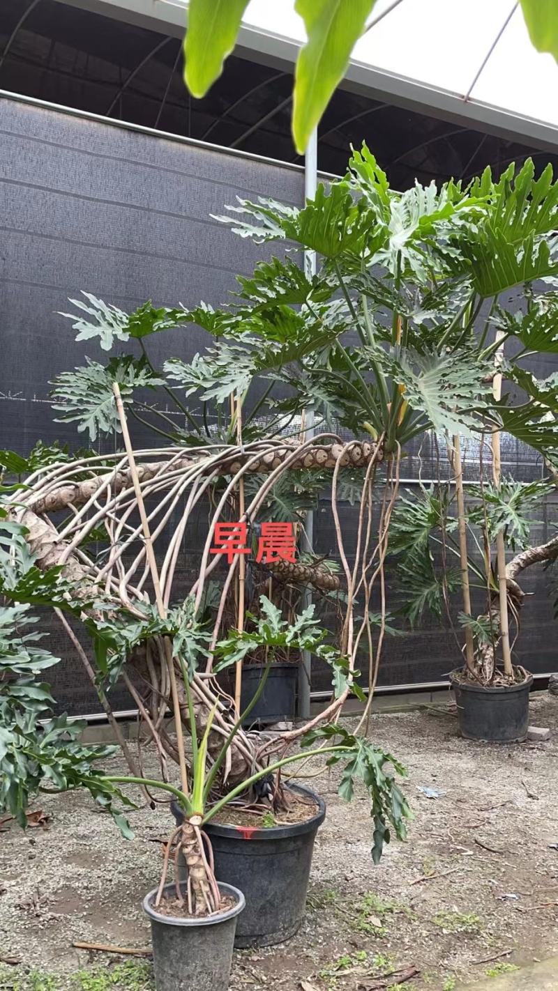 老桩春羽