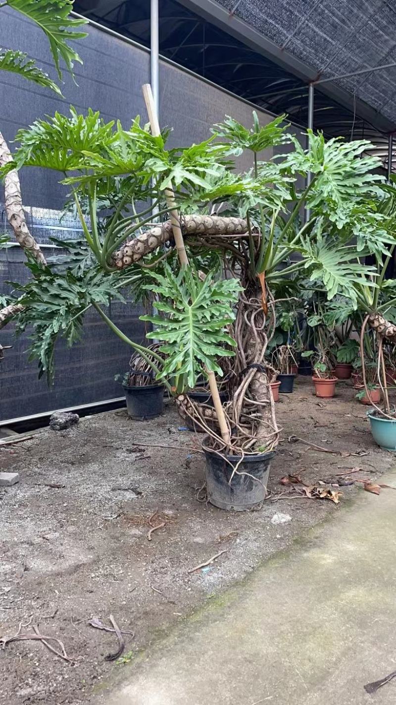 老桩春羽