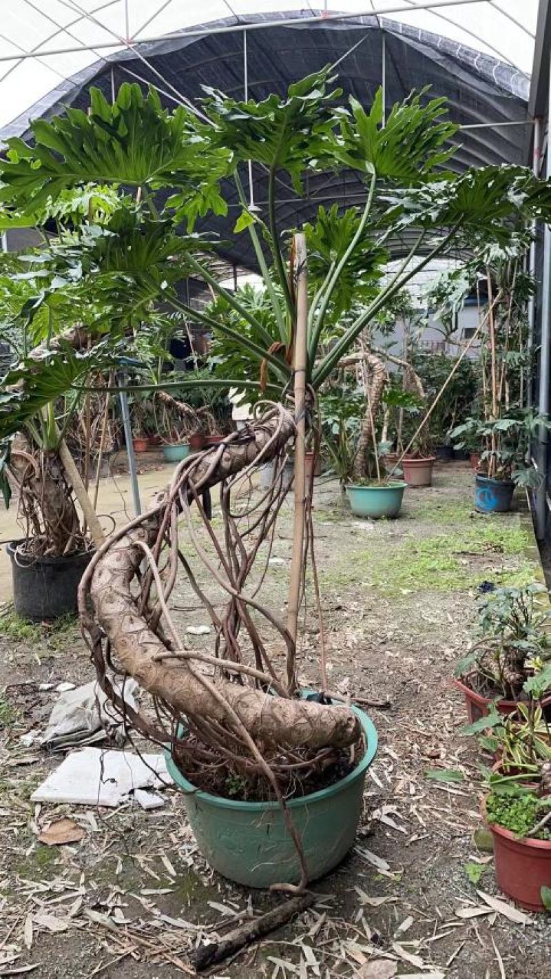 老桩春羽