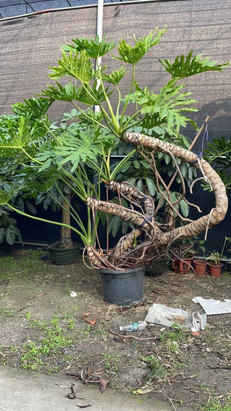 老桩春羽