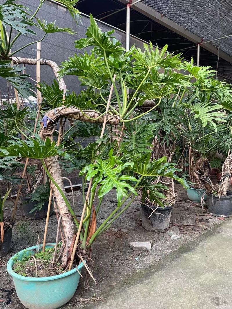 老桩春羽