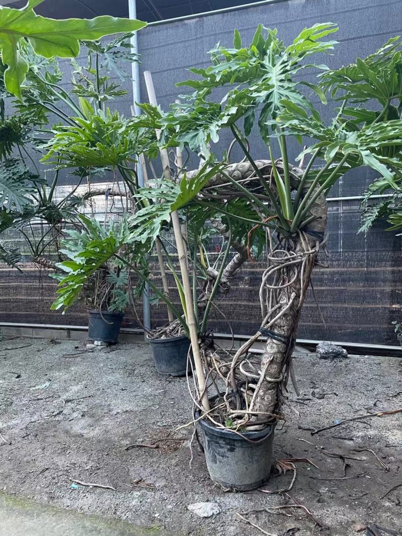老桩春羽