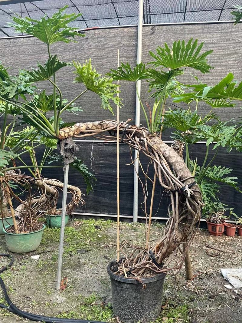 老桩春羽