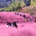 粉黛乱子草种子，多年生宿根花卉花籽易活室外观花海景四季