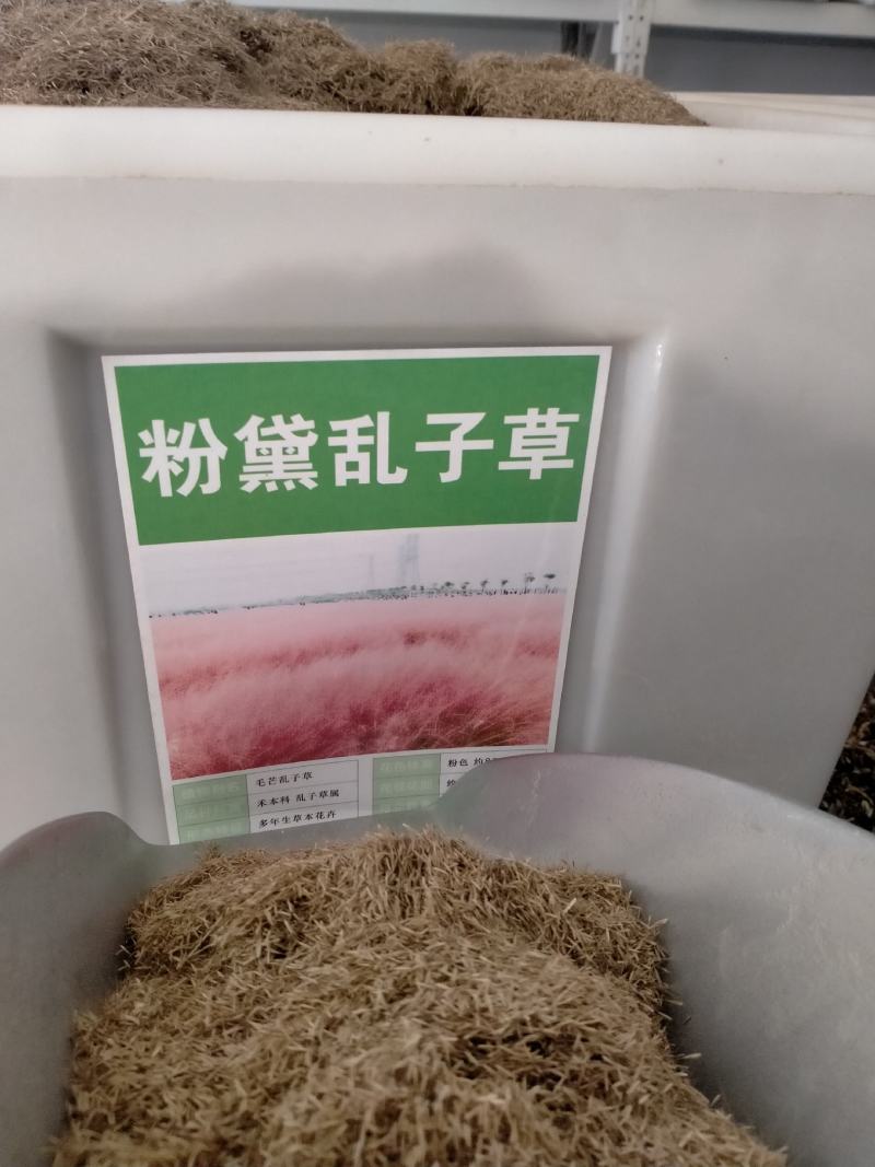 粉黛乱子草种子，多年生宿根花卉花籽易活室外观花海景四季