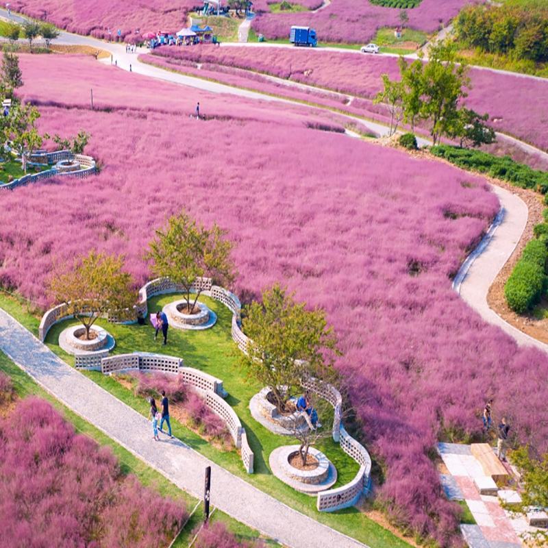 粉黛乱子草种子，多年生宿根花卉花籽易活室外观花海景四季