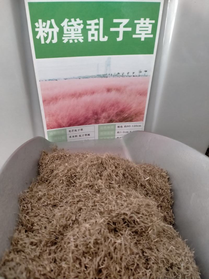 粉黛乱子草种子，多年生宿根花卉花籽易活室外观花海景四季