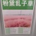 粉黛乱子草种子，多年生宿根花卉花籽易活室外观花海景四季