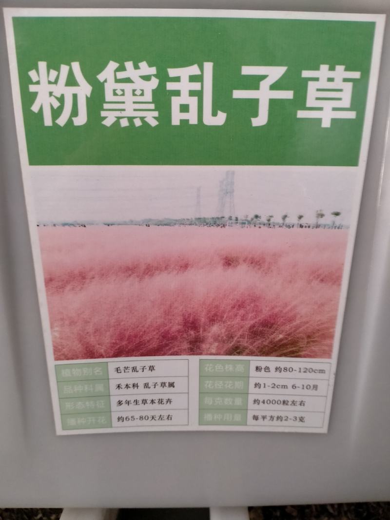 粉黛乱子草种子，多年生宿根花卉花籽易活室外观花海景四季